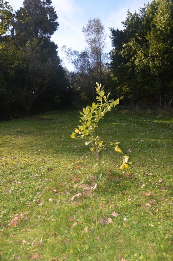 شقة Il Giardino Secreto Manziana المظهر الخارجي الصورة